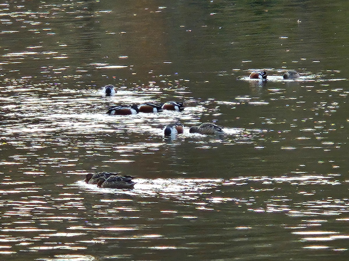 Kaşıkgaga - ML646022357