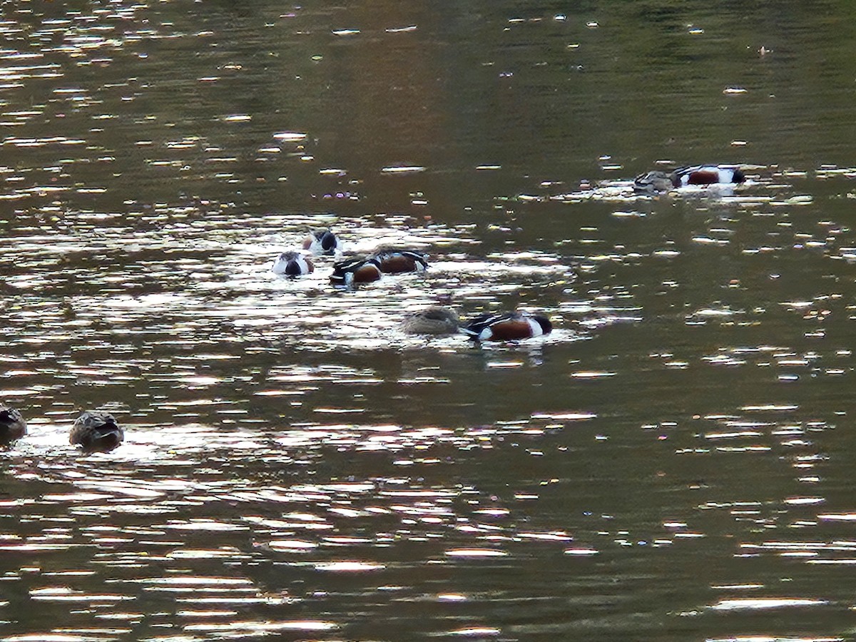 Kaşıkgaga - ML646022358