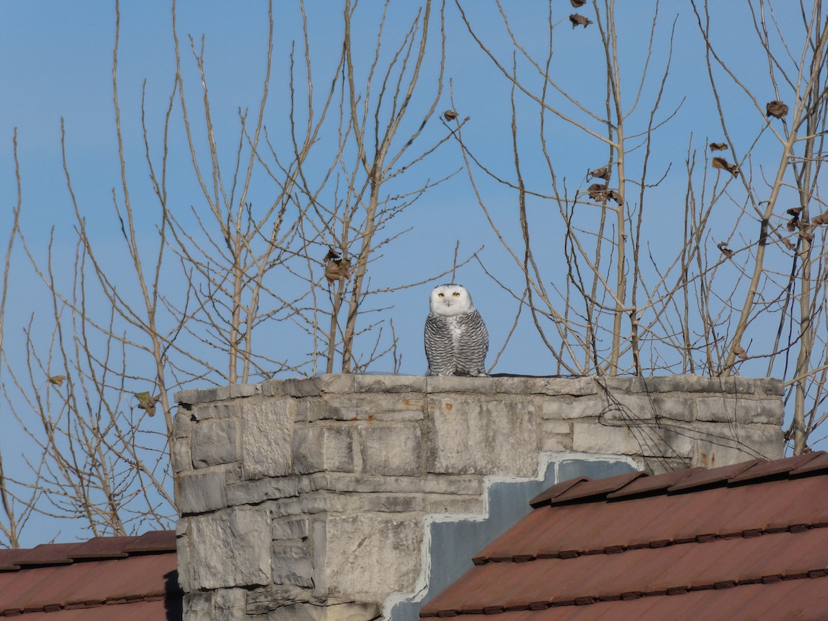 Snowy Owl - ML646022361