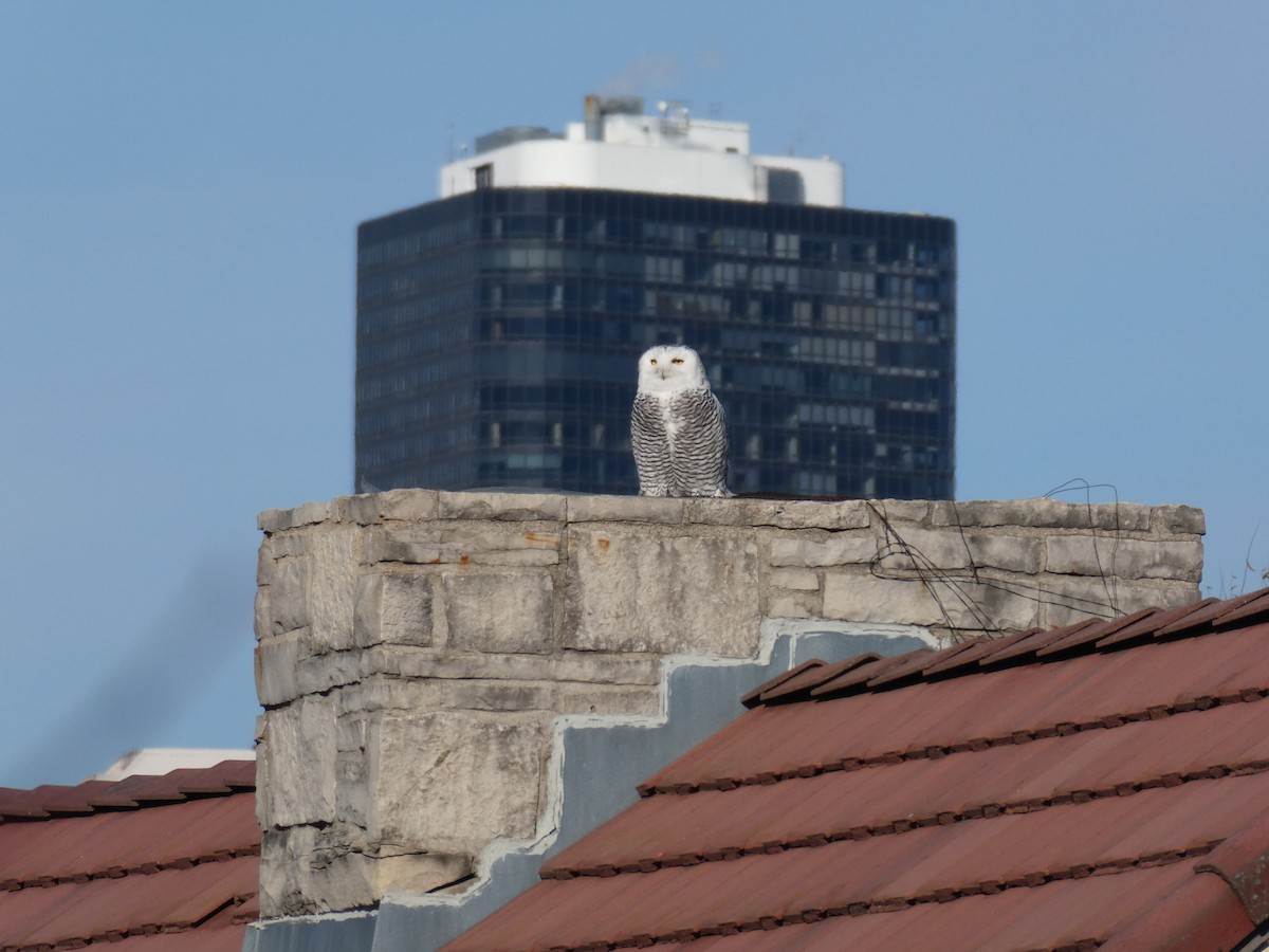 Snowy Owl - ML646022376