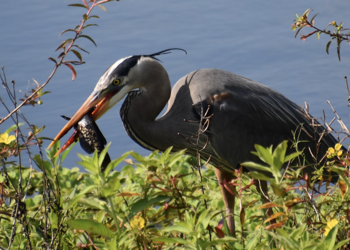 Great Blue Heron - ML646022387