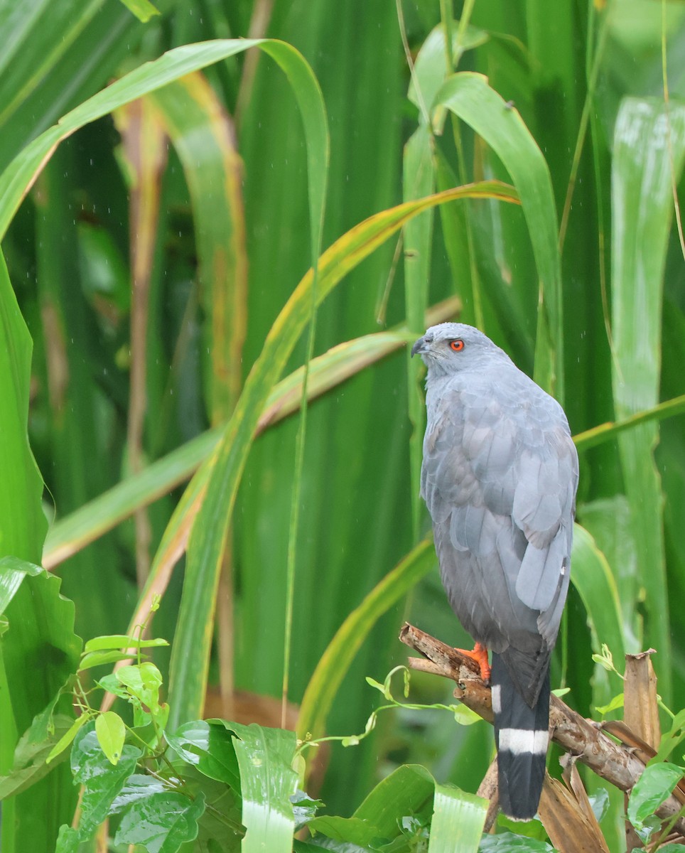 Crane Hawk - ML646022396