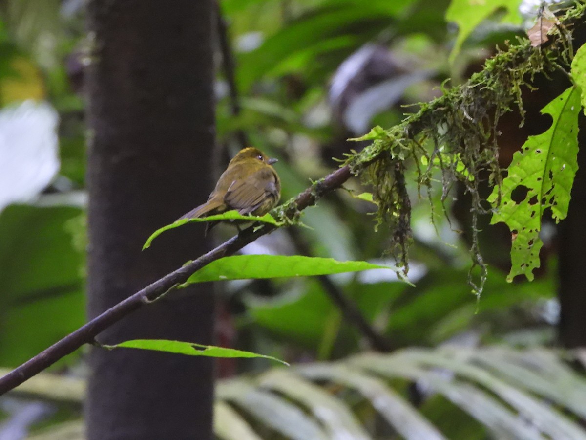 Sapayoa - ML646022398