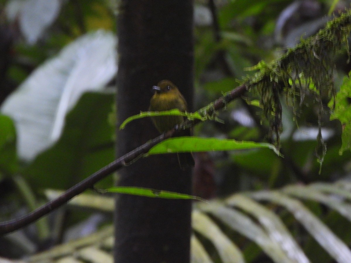 Sapayoa - ML646022399