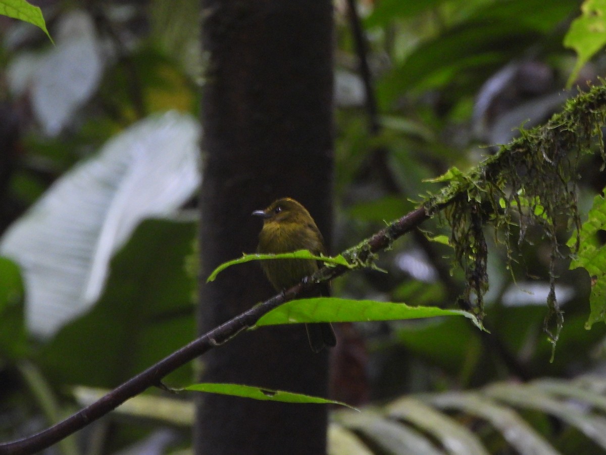 Sapayoa - ML646022400