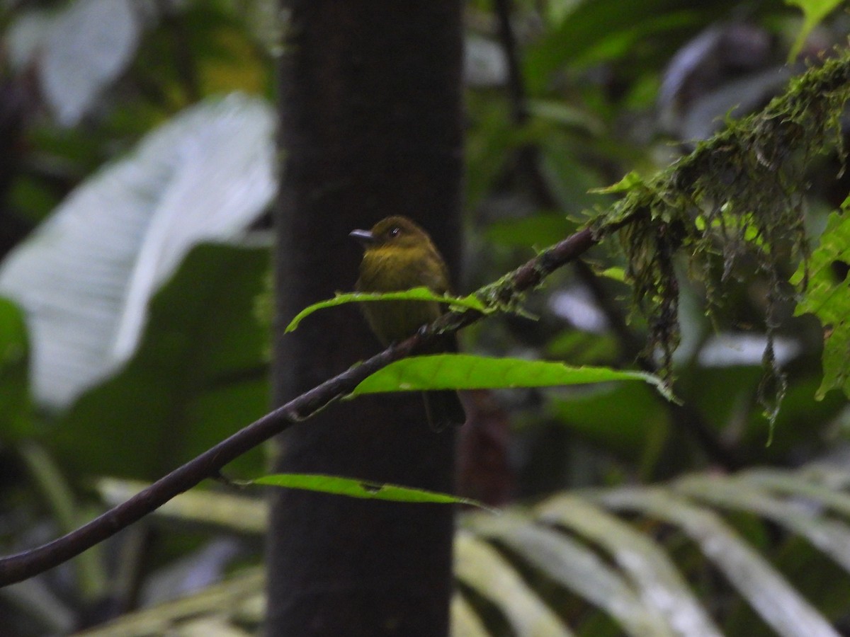 Sapayoa - ML646022401