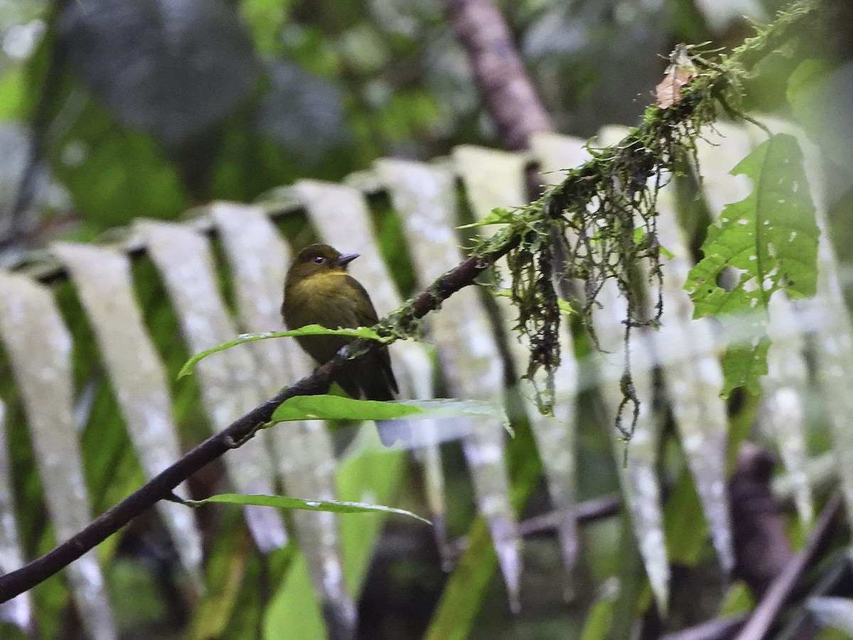 Sapayoa - ML646022402