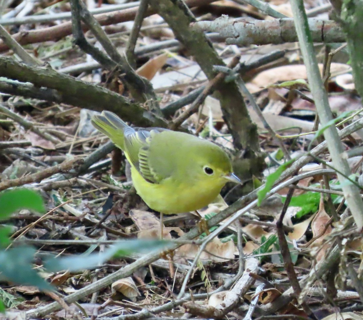 Sarı Ötleğen - ML646022405