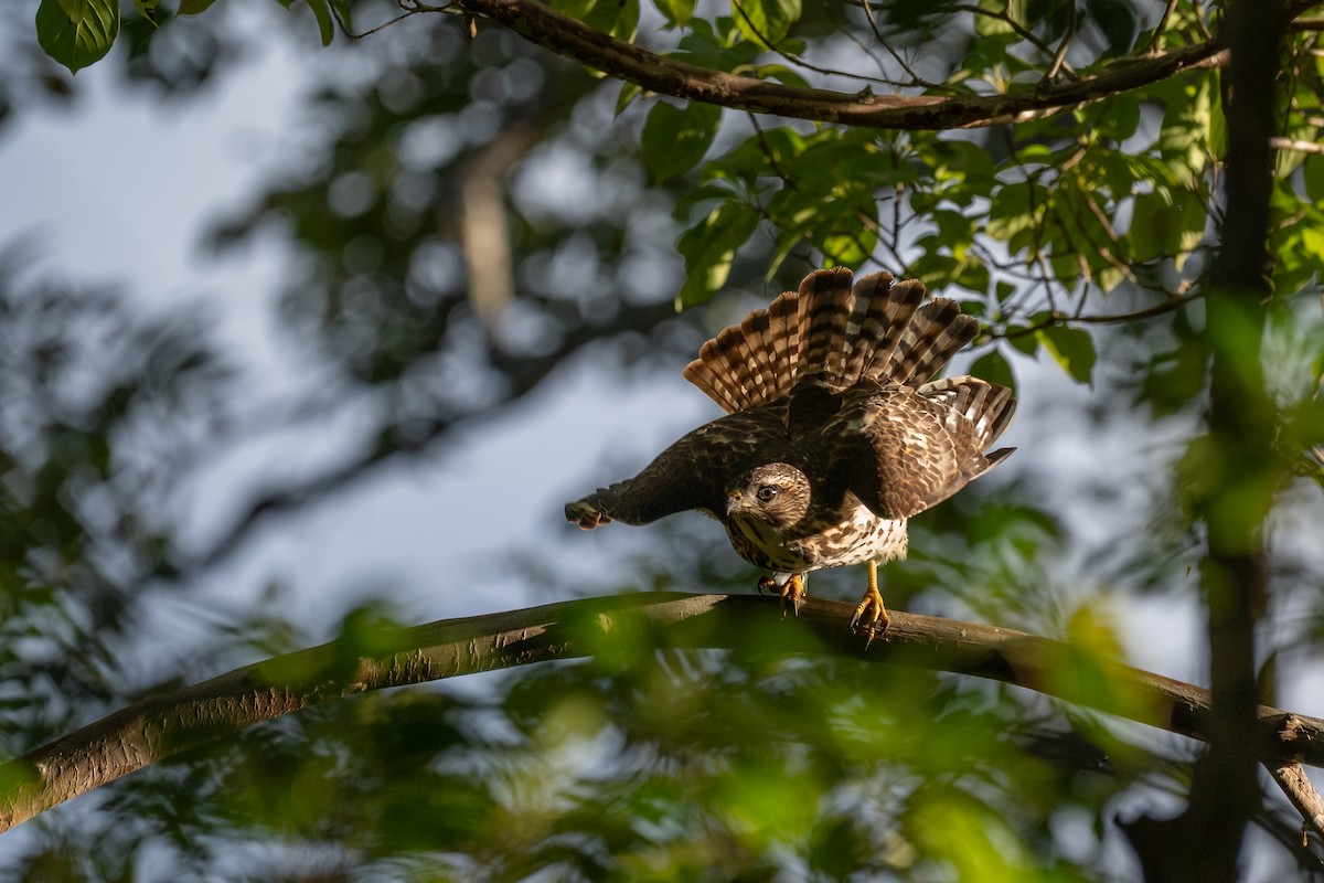 Broad-winged Hawk - ML646022409