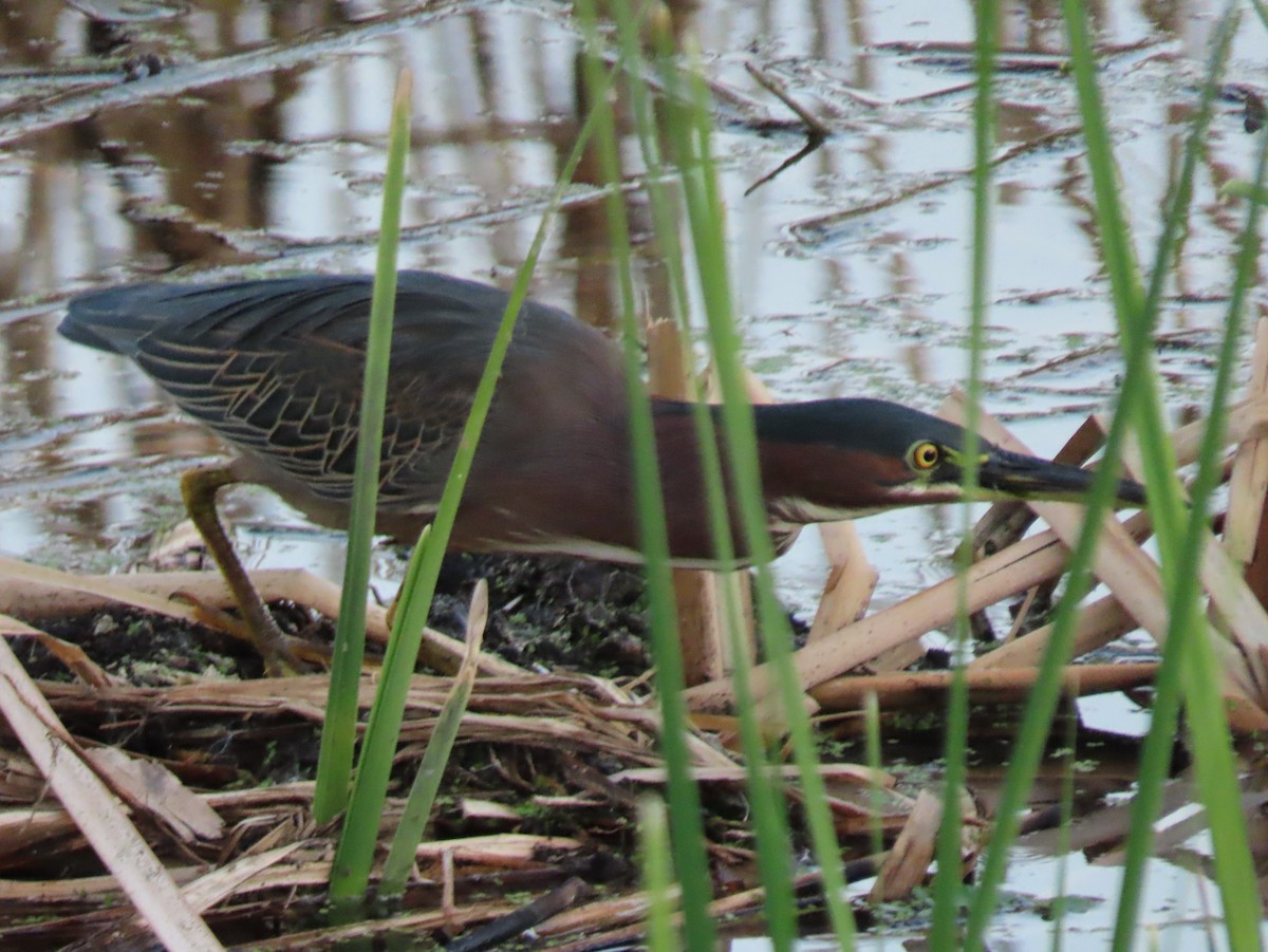 Green Heron - ML646022412