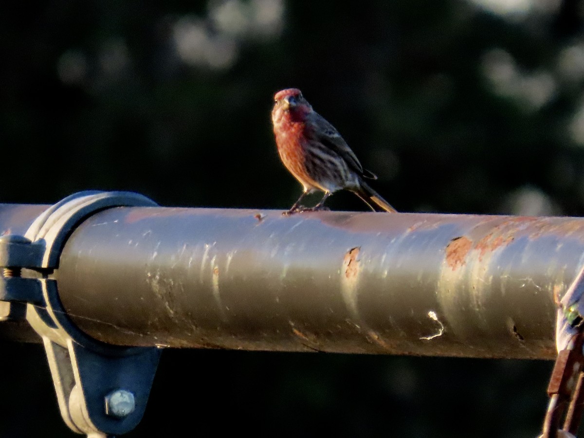 House Finch - ML646022417