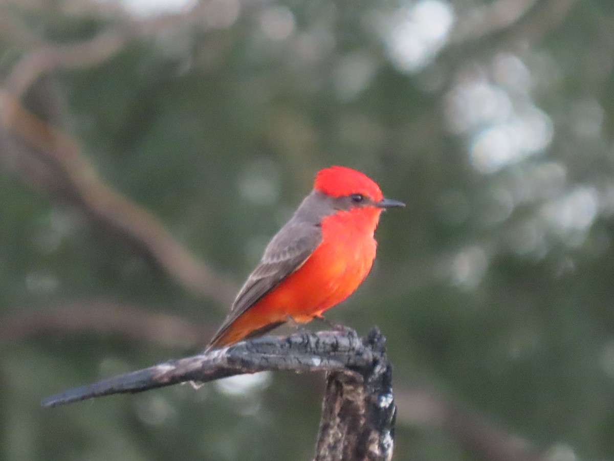 Vermilion Flycatcher - ML646022421