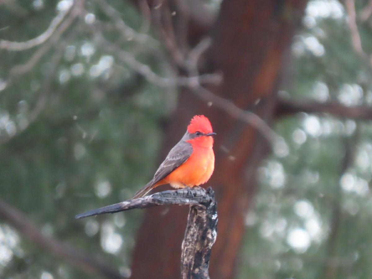Vermilion Flycatcher - ML646022422