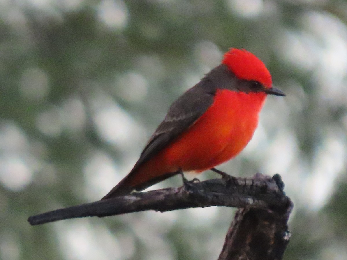 Vermilion Flycatcher - ML646022423