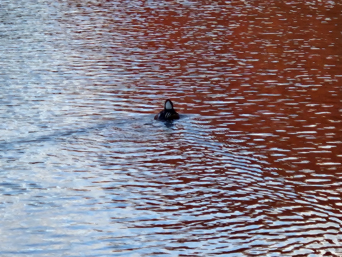 Hooded Merganser - ML646022429