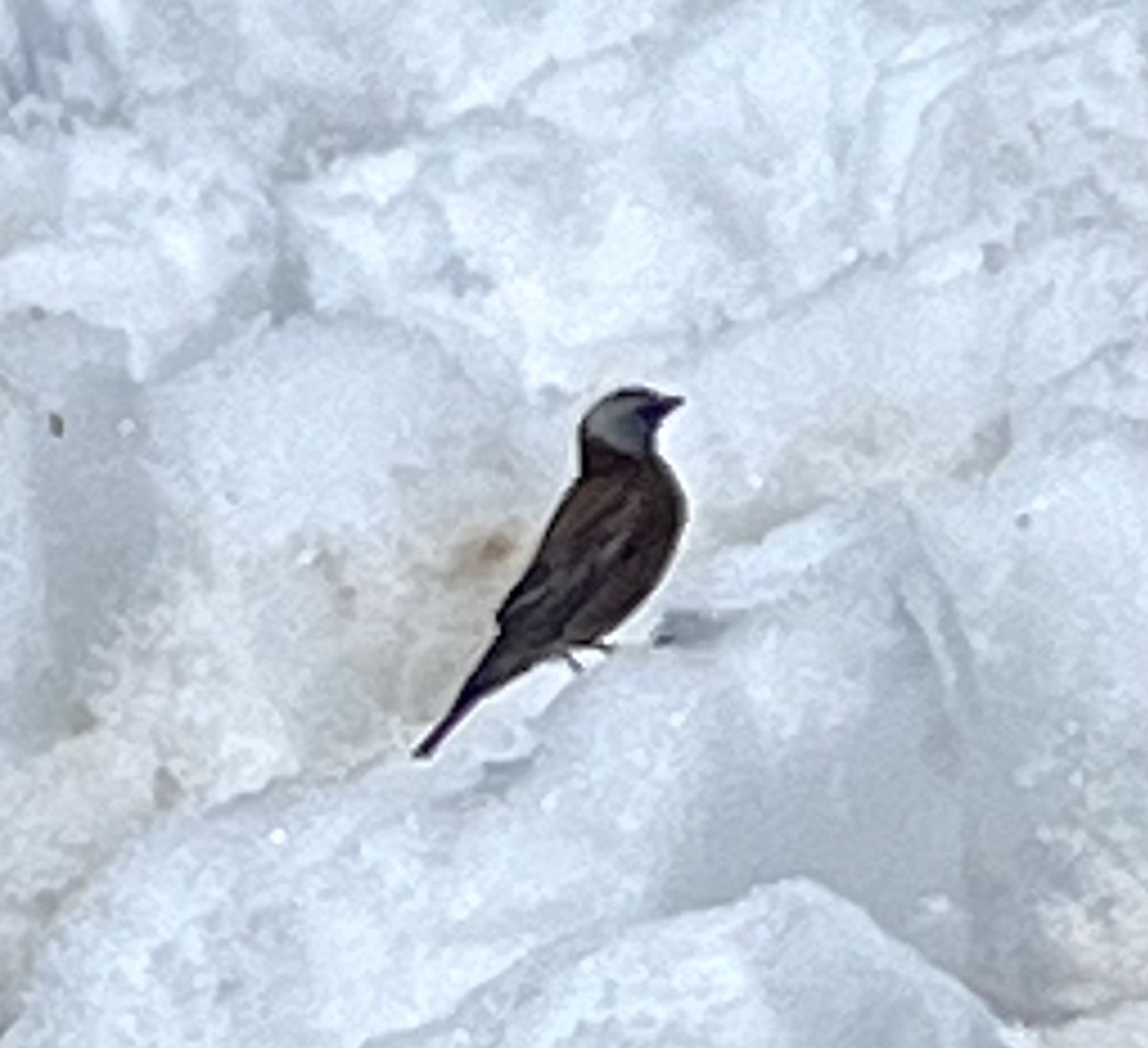 Roselin à tête grise - ML646022439