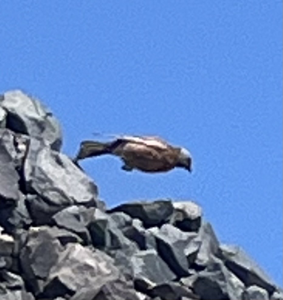 Roselin à tête grise - ML646022440