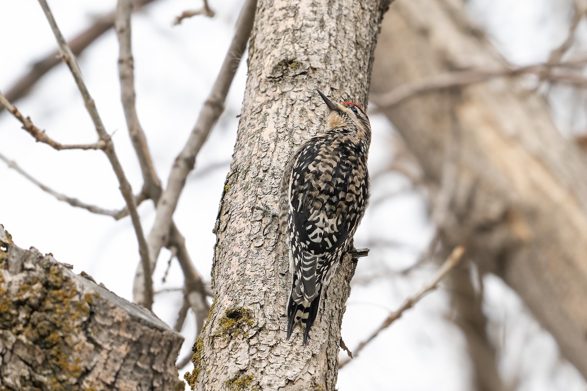 Yellow-bellied Sapsucker - ML646022450