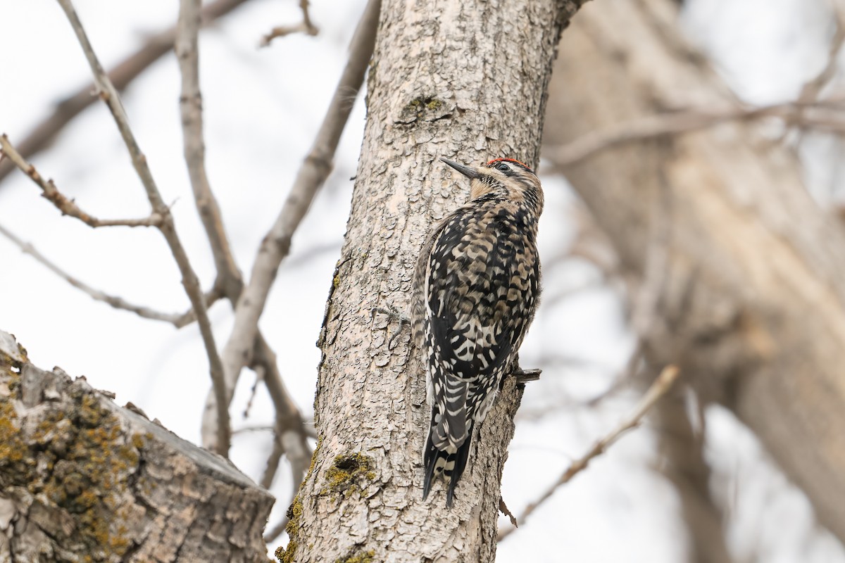 Yellow-bellied Sapsucker - ML646022451