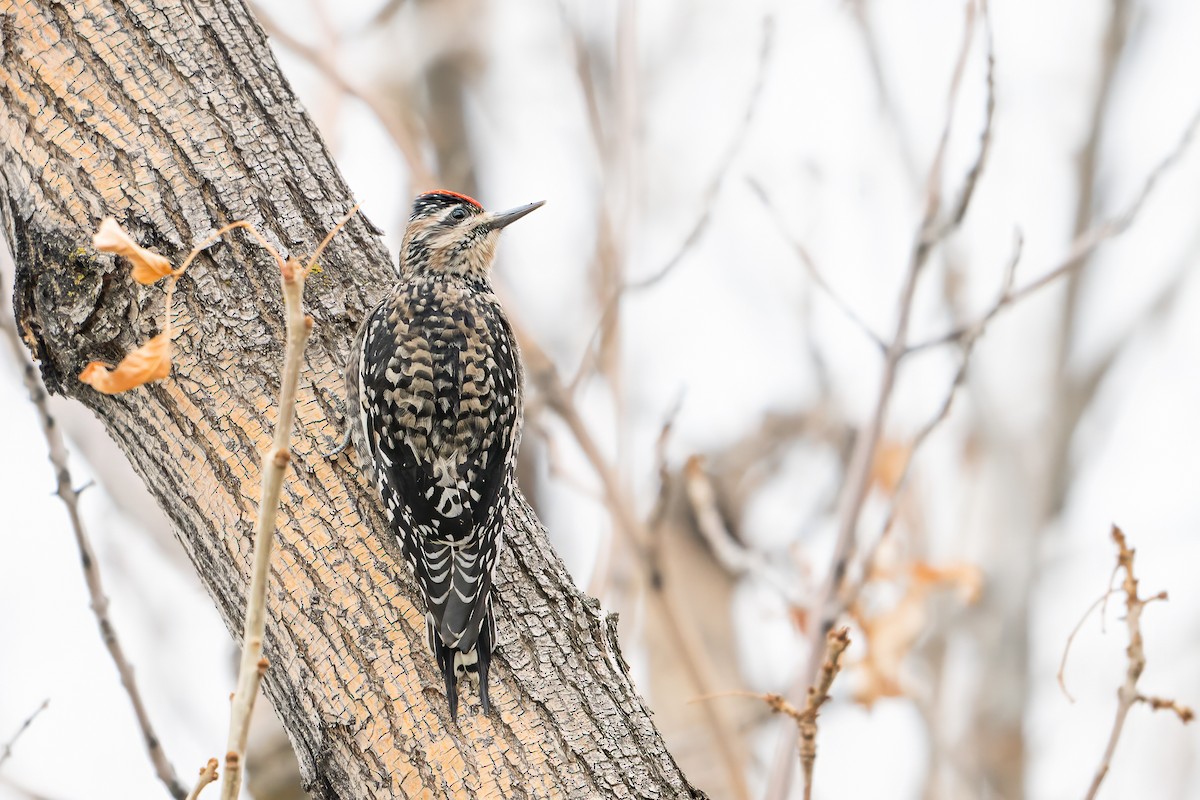 Yellow-bellied Sapsucker - ML646022452