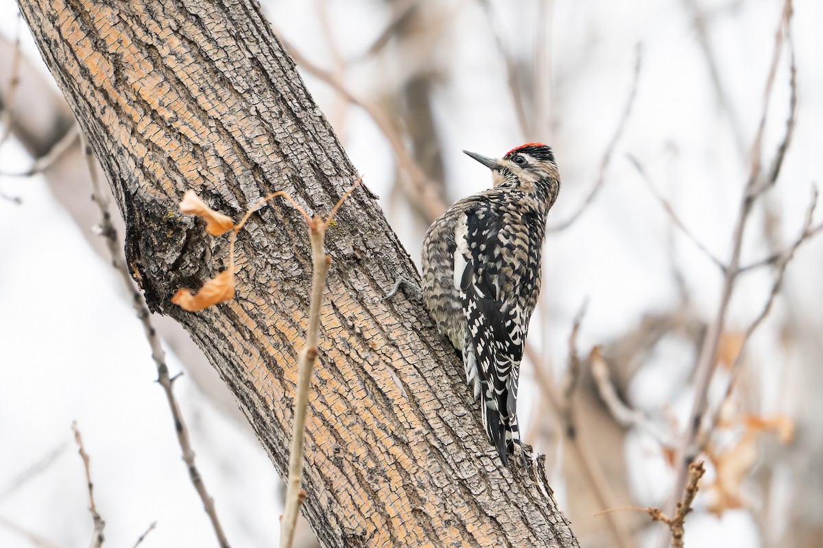 Дятел-смоктун жовточеревий - ML646022453