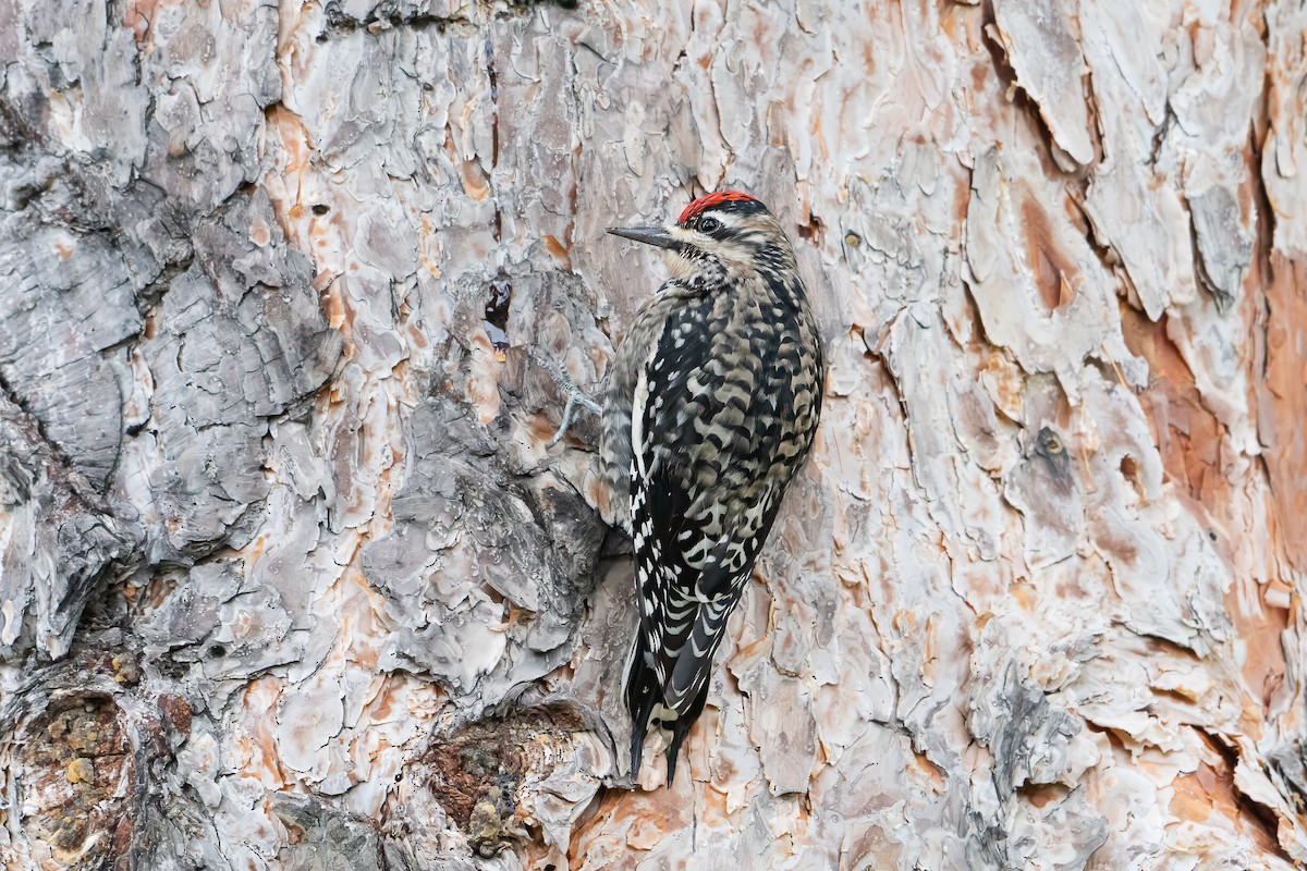 Yellow-bellied Sapsucker - ML646022454