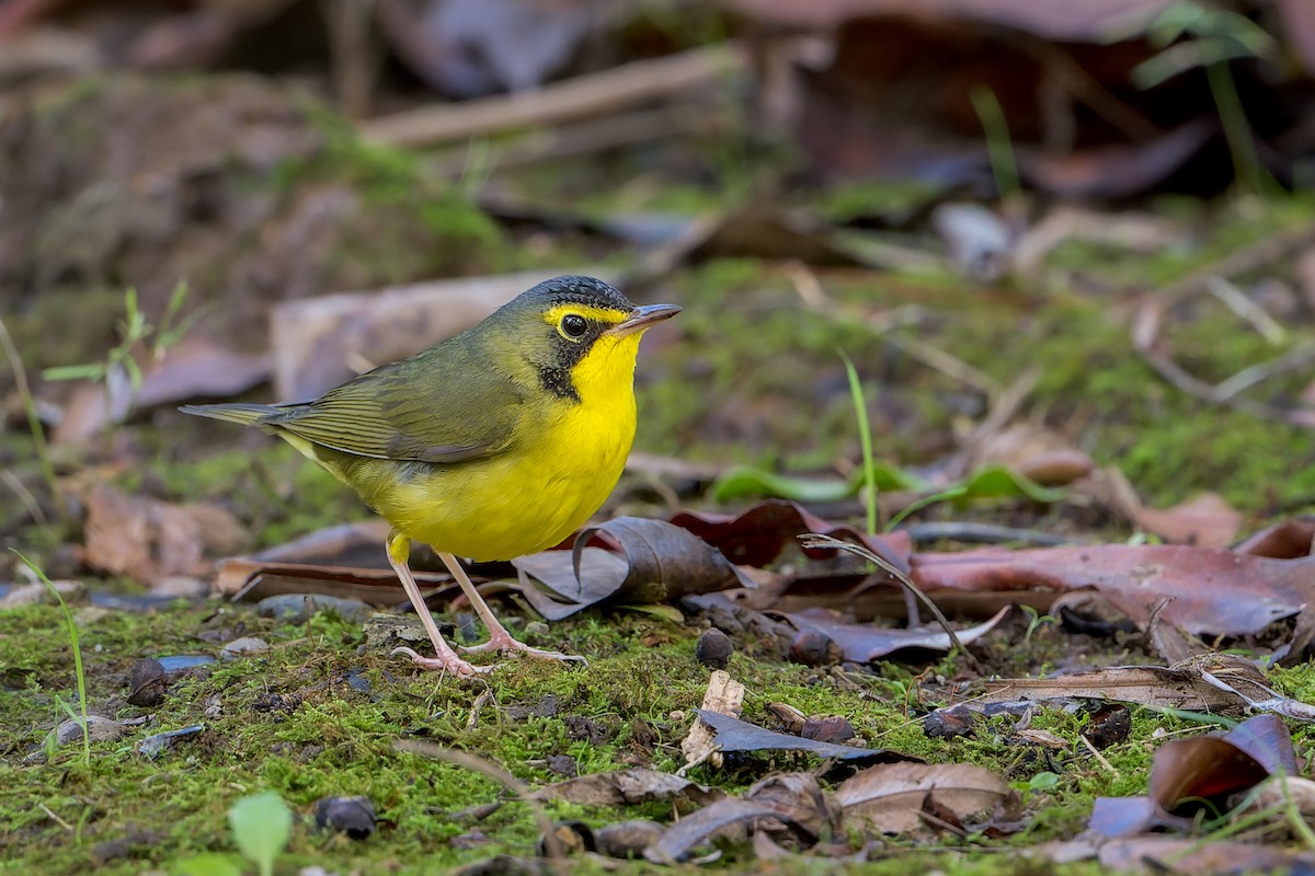 Paruline du Kentucky - ML646022471