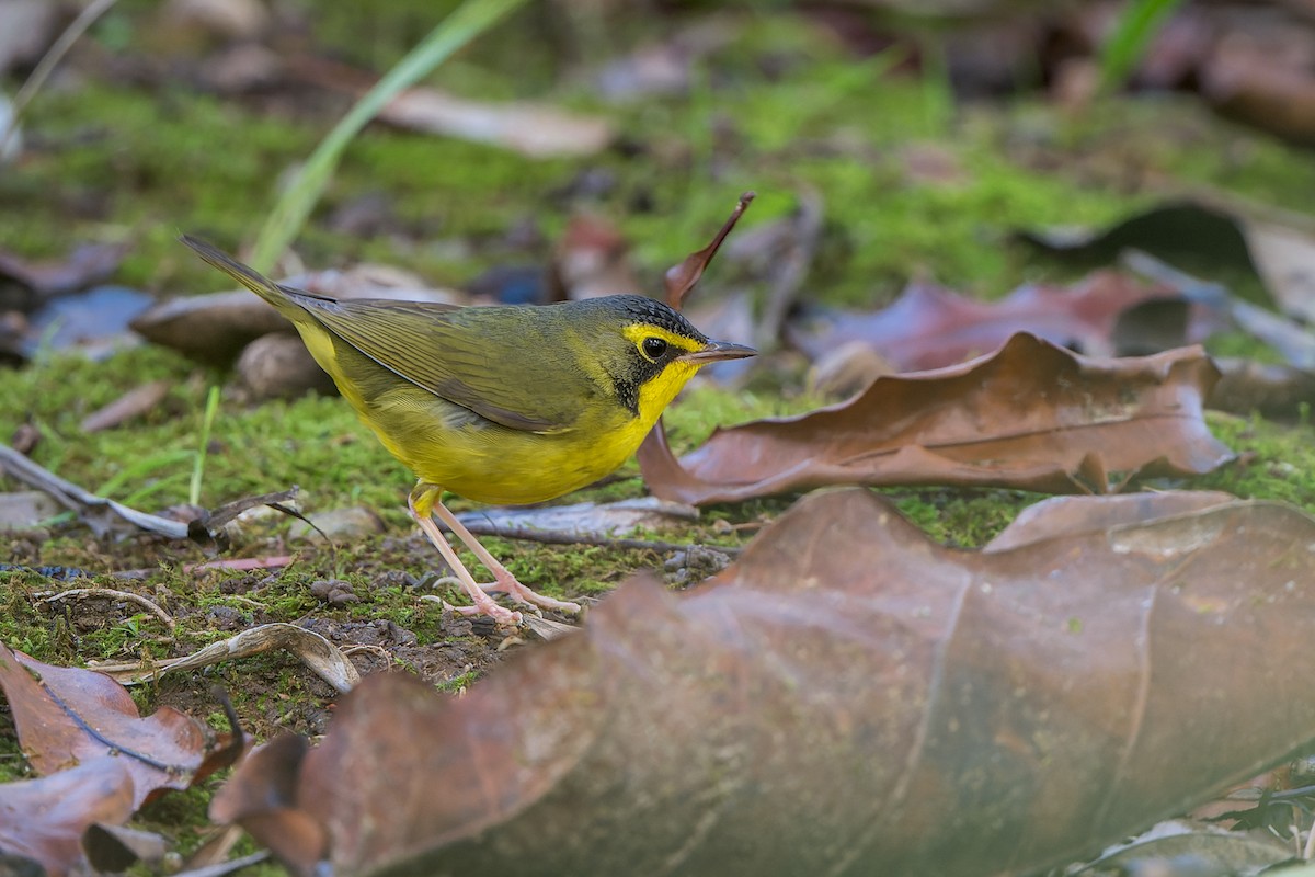 Reinita de Kentucky - ML646022473