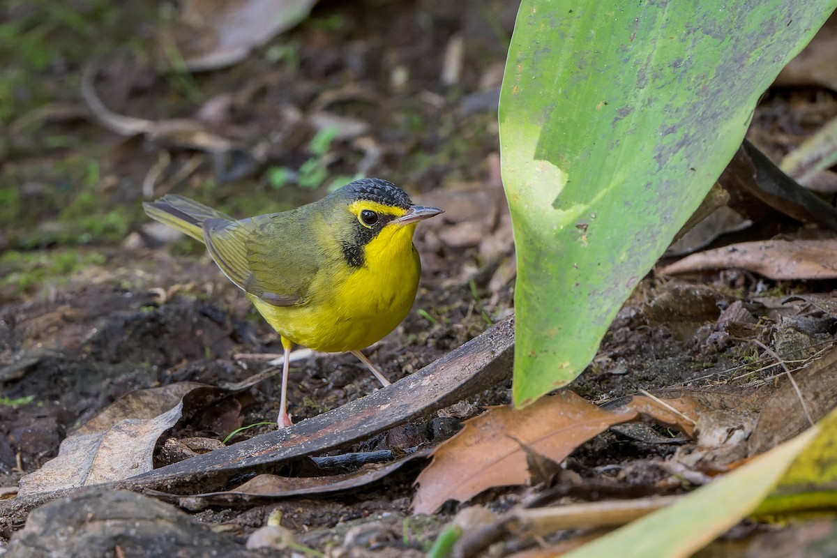 Reinita de Kentucky - ML646022475