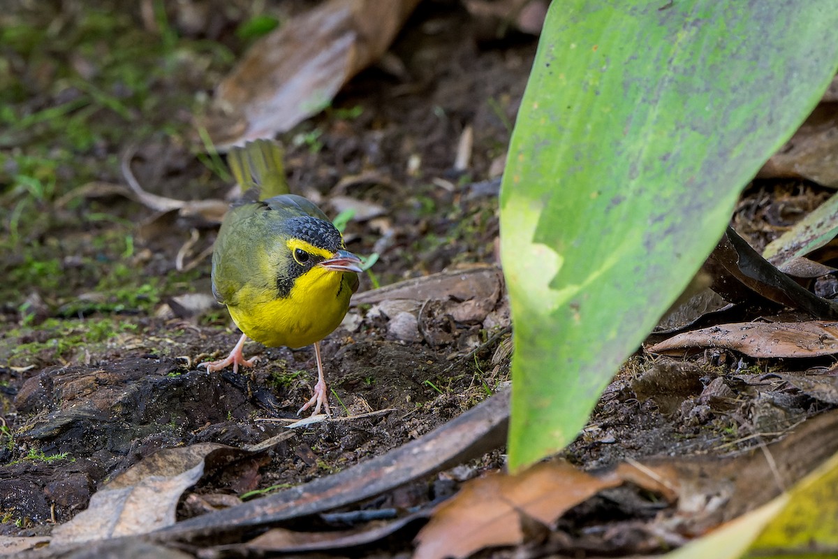 Reinita de Kentucky - ML646022476