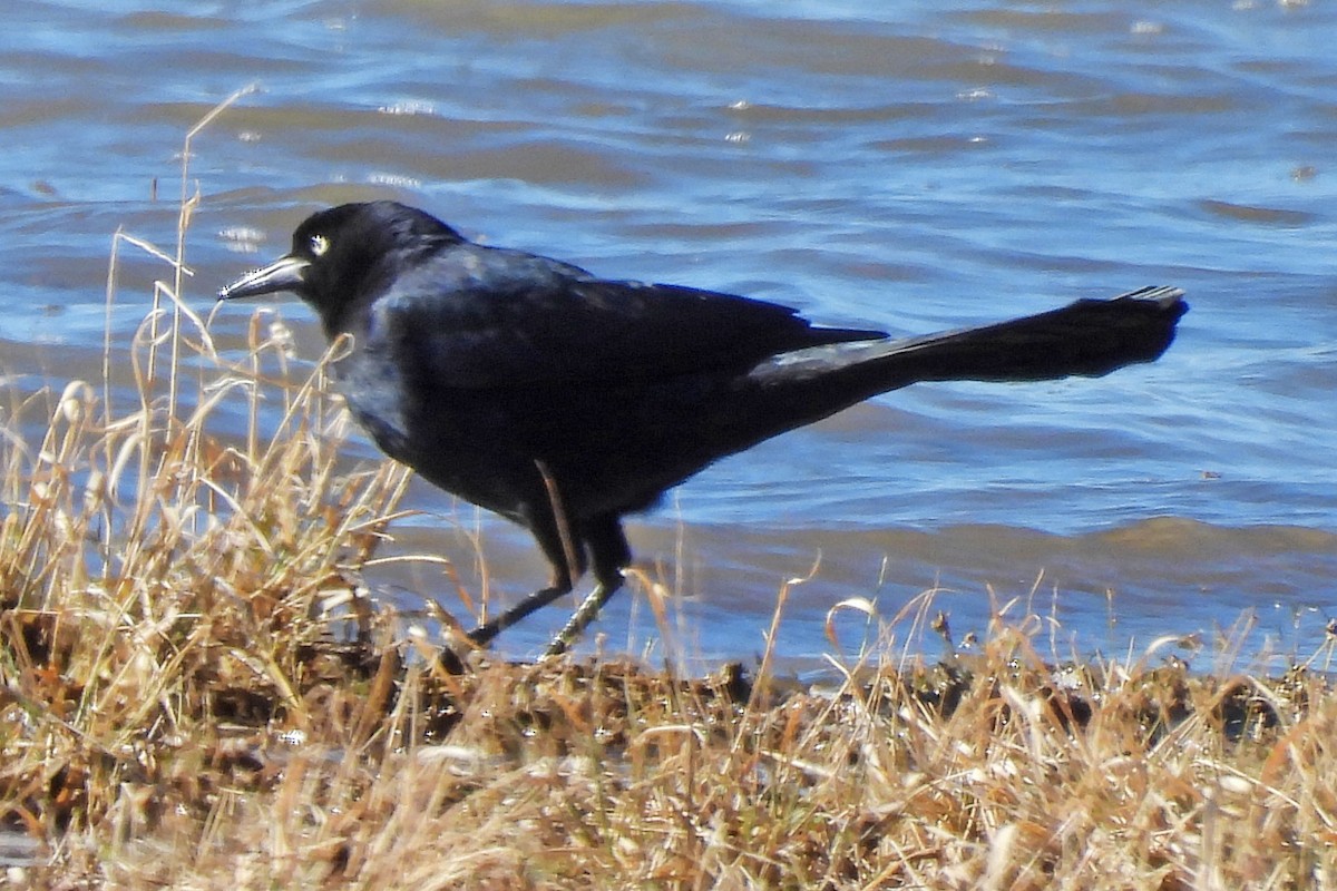 Zanate Mexicano - ML646022478