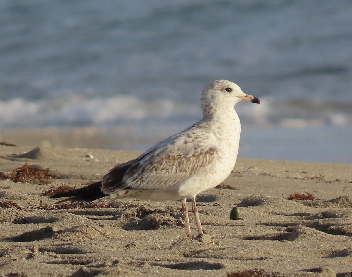Gaviota de Delaware - ML646022484