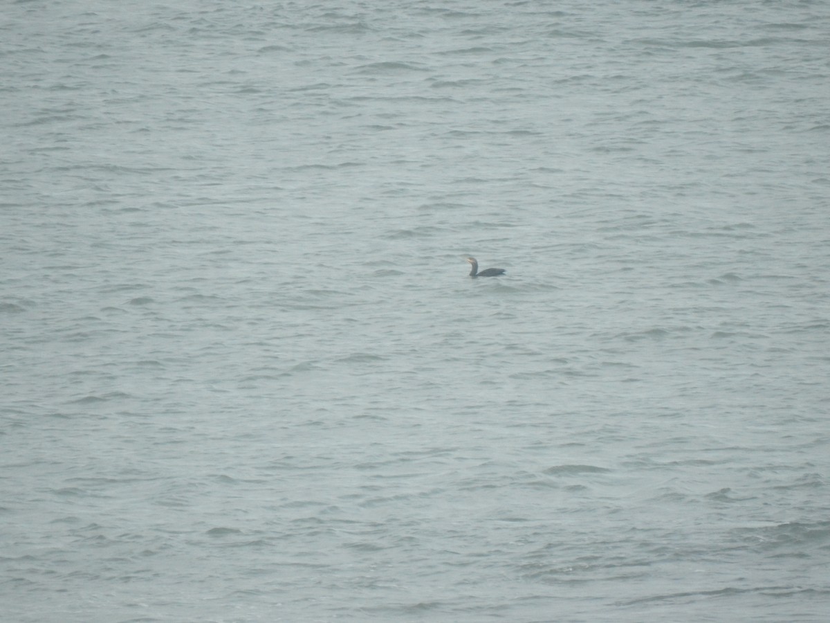 Cormorán Biguá - ML646022485