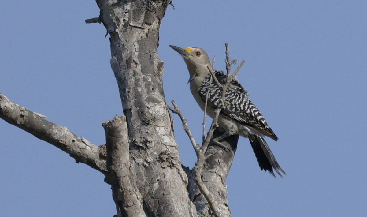 Carpintero Frentidorado - ML646022486