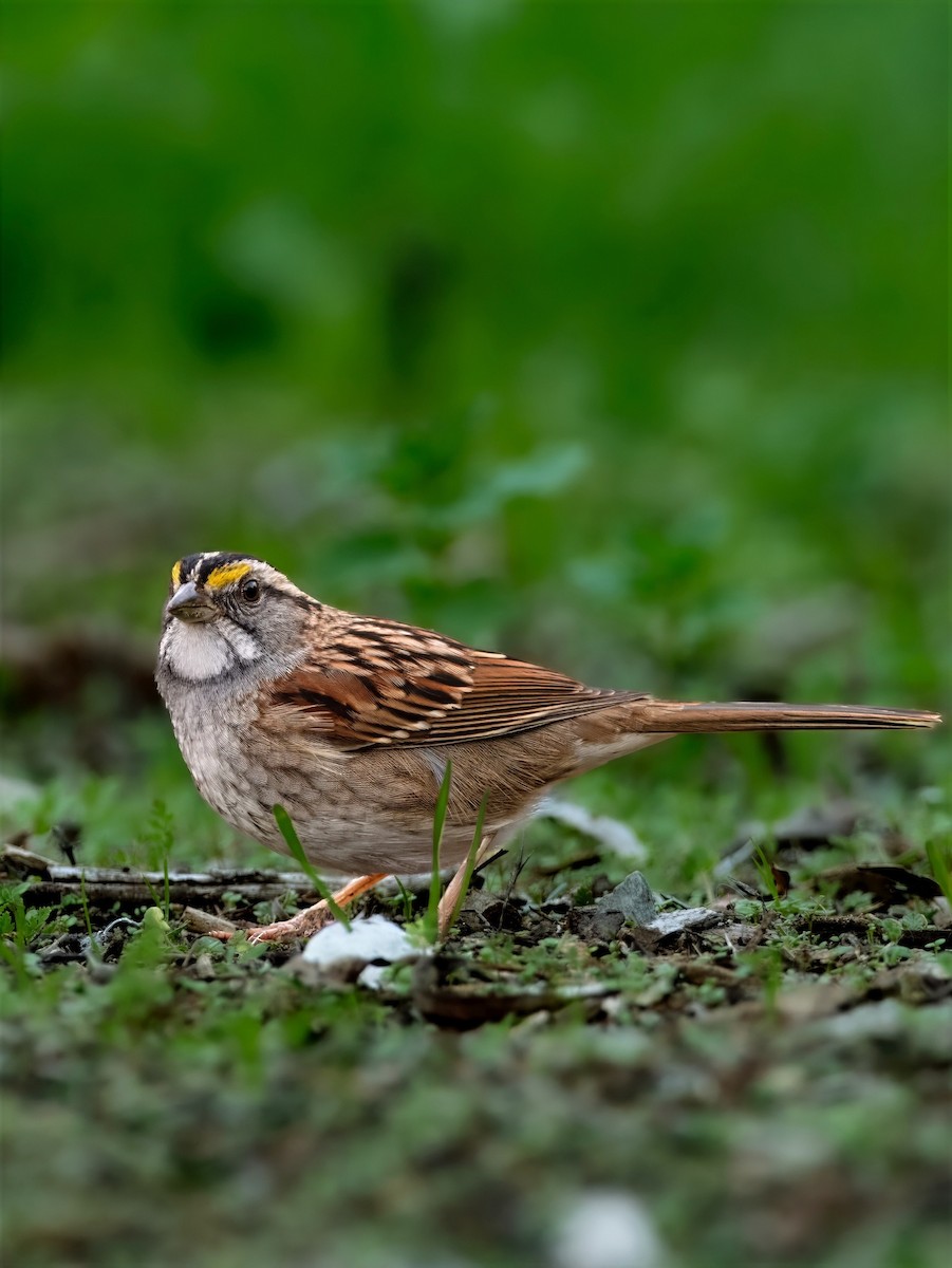 White-throated Sparrow - ML646022487