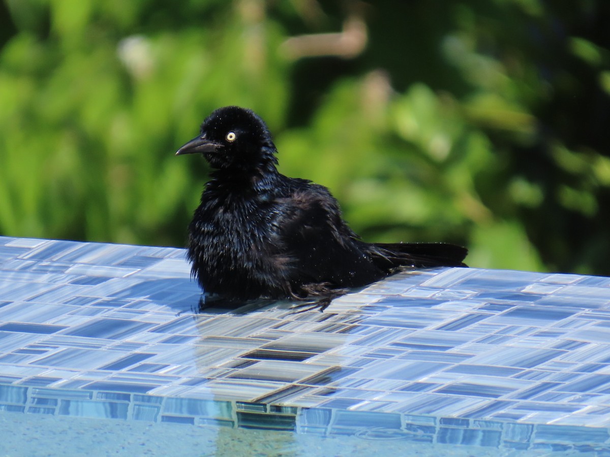 Zanate Antillano - ML646022488