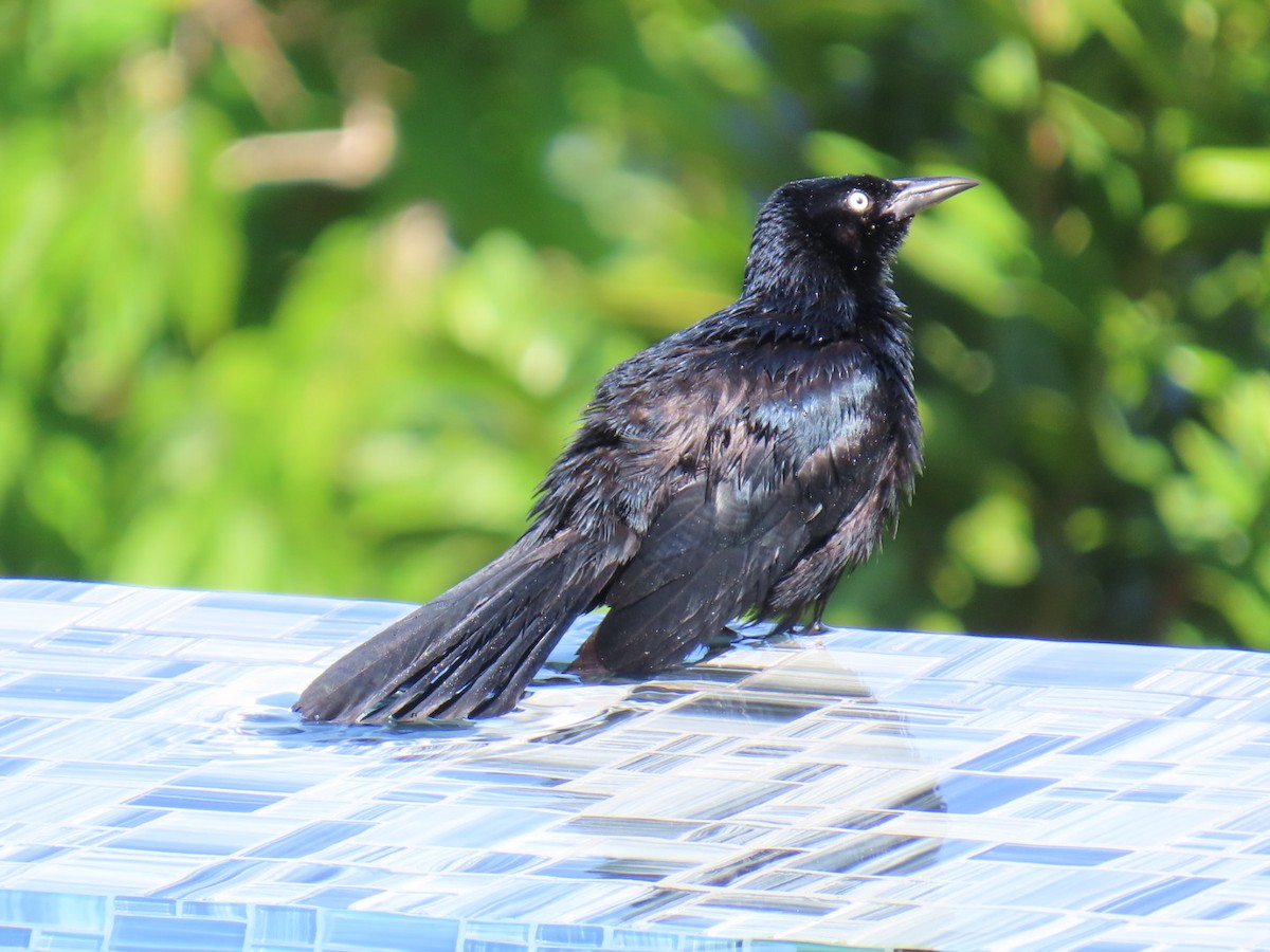 Zanate Antillano - ML646022489