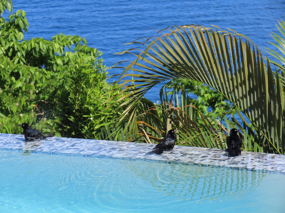 Zanate Antillano - ML646022490