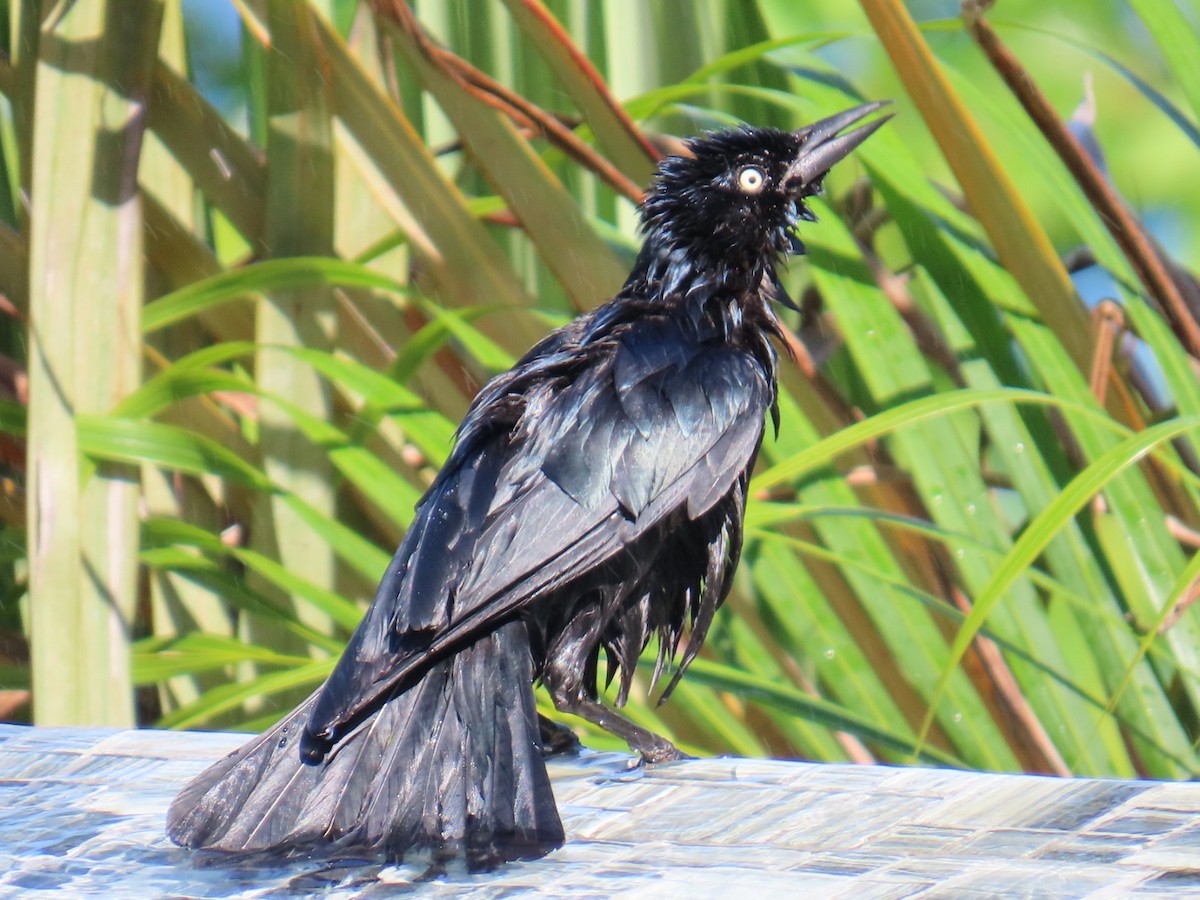 Zanate Antillano - ML646022491