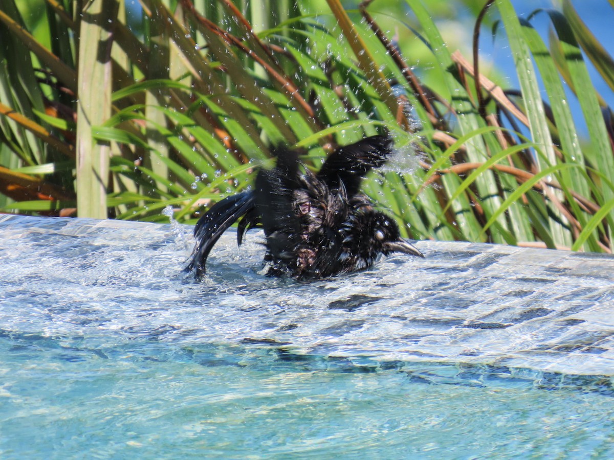 Zanate Antillano - ML646022492