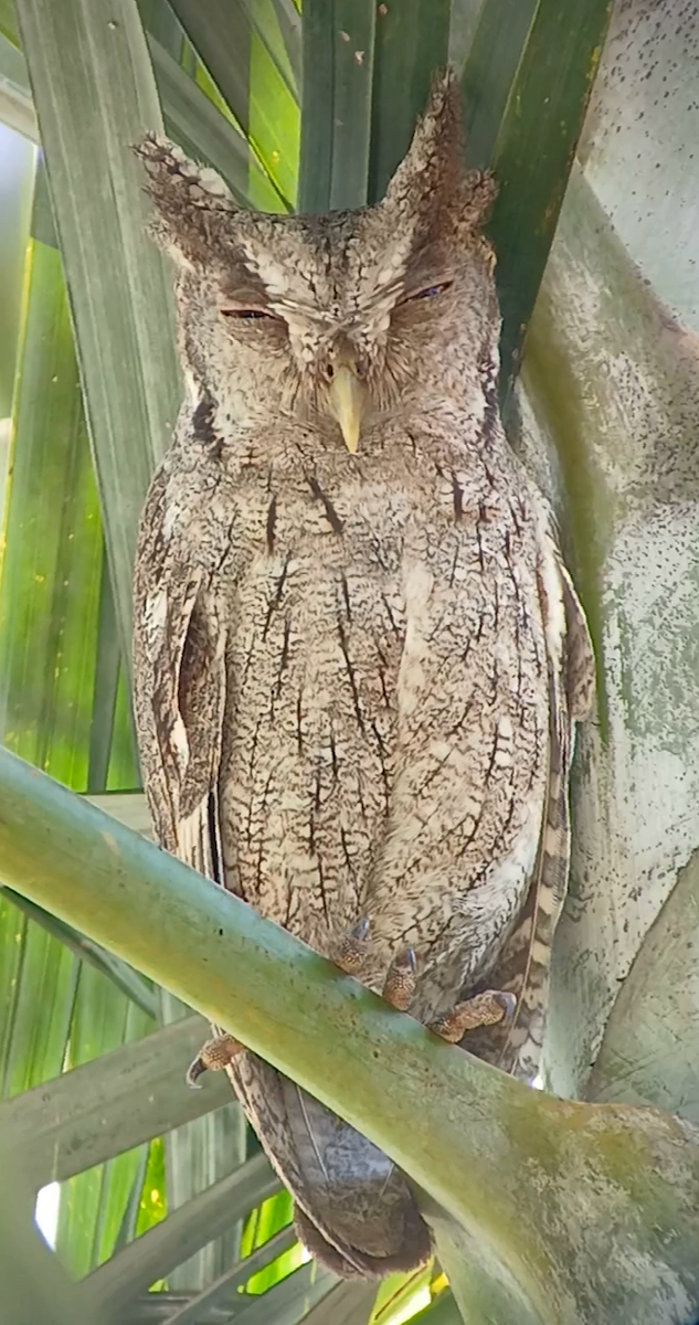 Autillo de Manglar - ML646022493