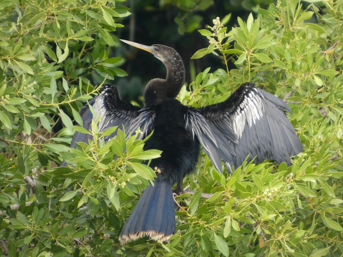 Anhinga Americana - ML646022494