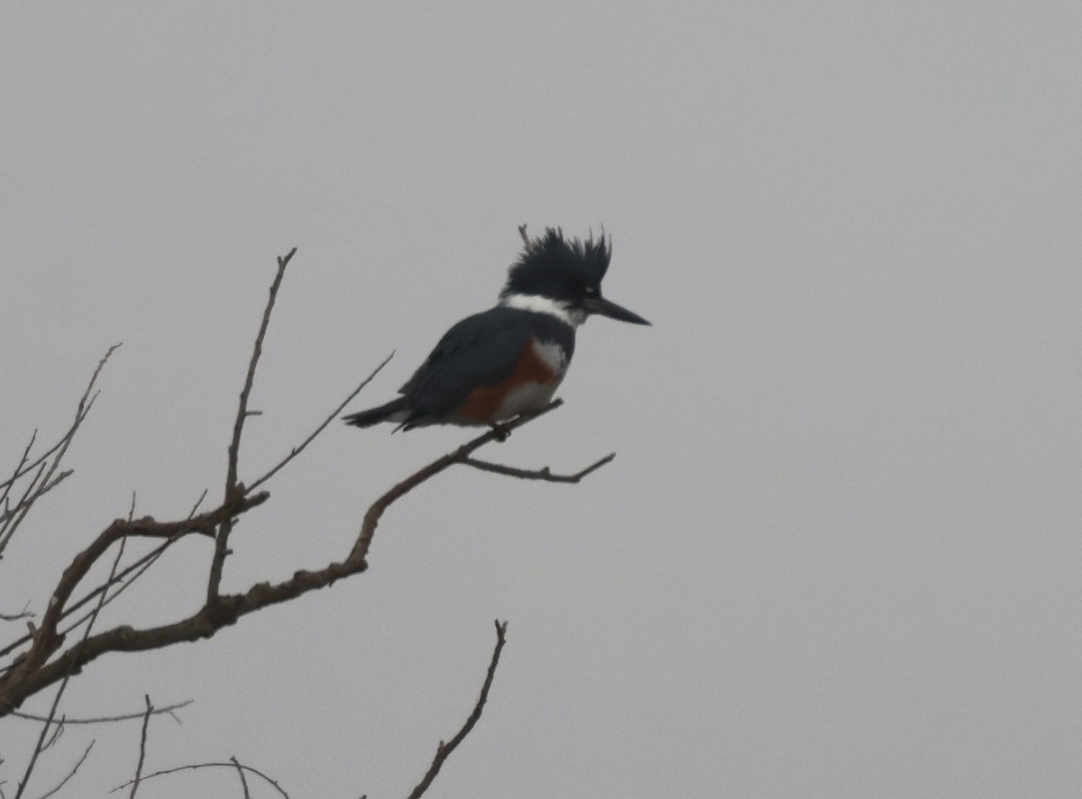 Martín Gigante Norteamericano - ML646022495