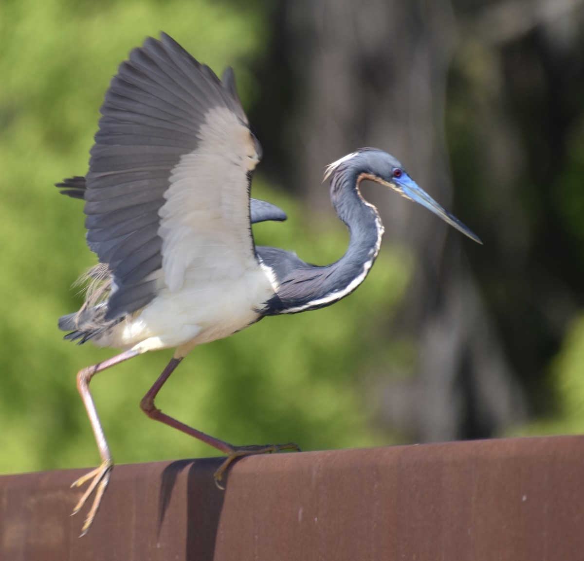 Garceta Tricolor - ML646022496