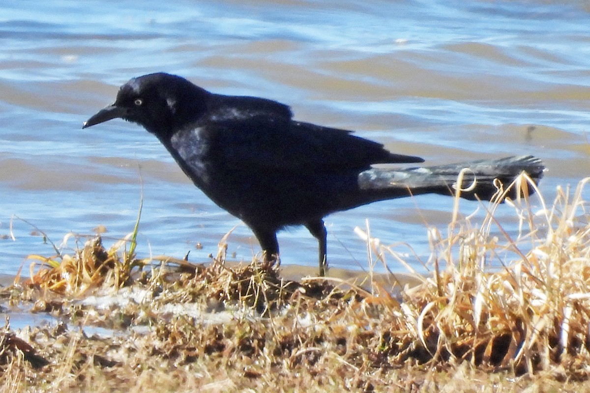 Zanate Mexicano - ML646022497