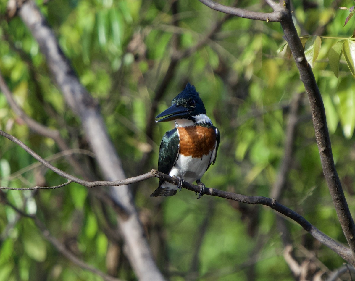 Martín Pescador Amazónico - ML646022498