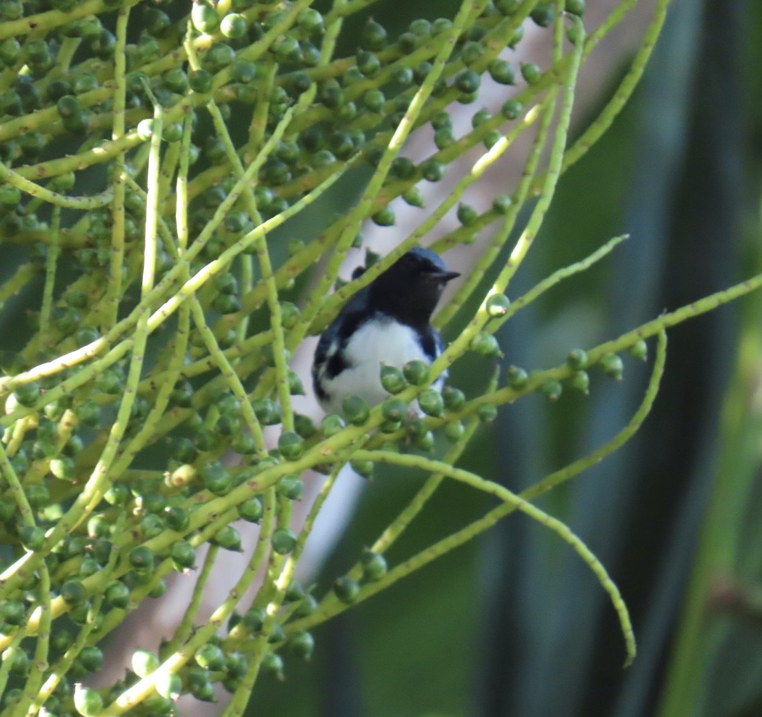 Reinita Azulada - ML646022499