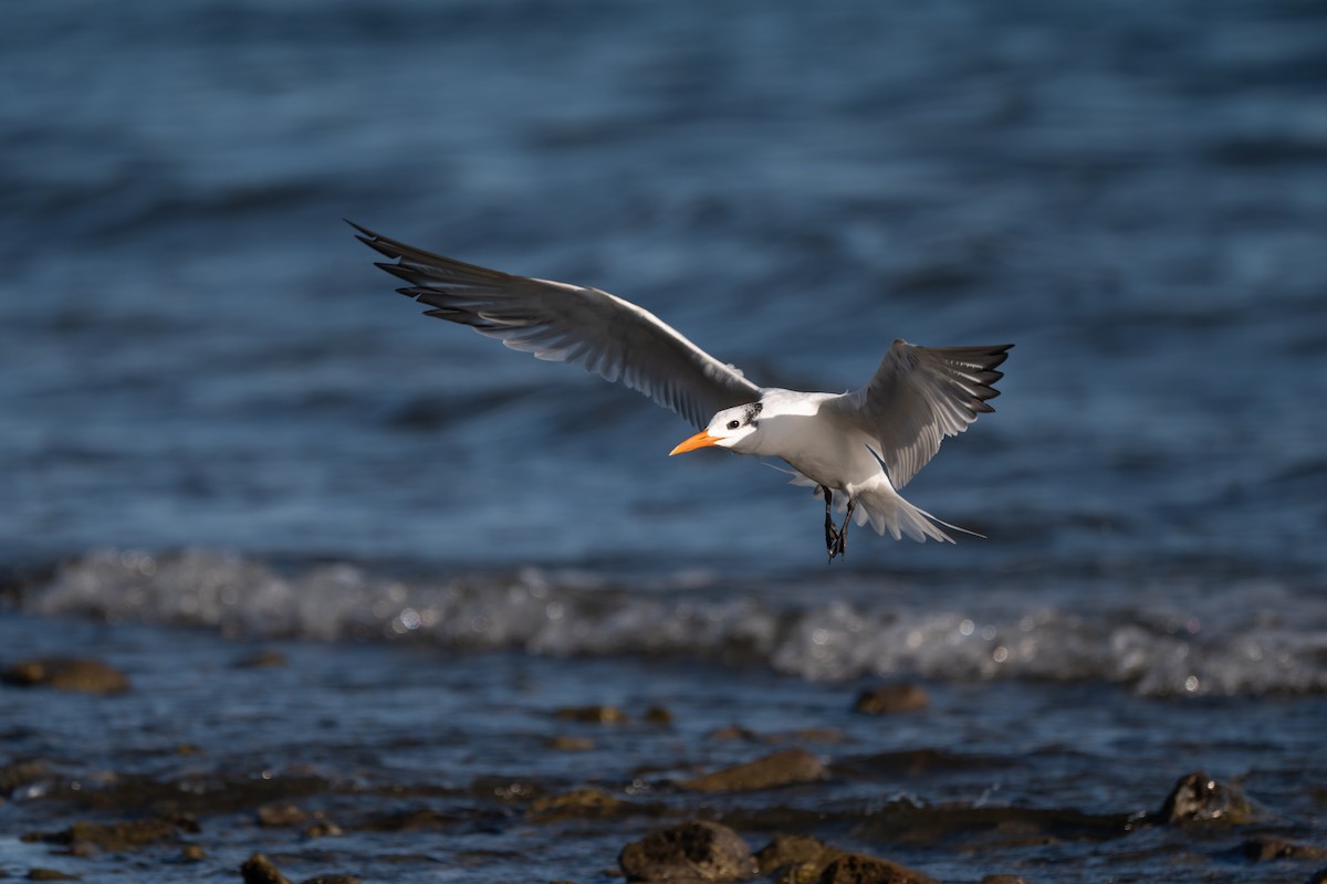 Charrán Real Americano - ML646022500