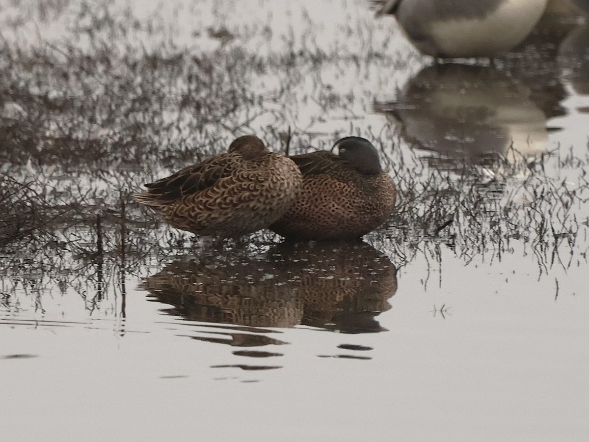 Cerceta Aliazul - ML646022501