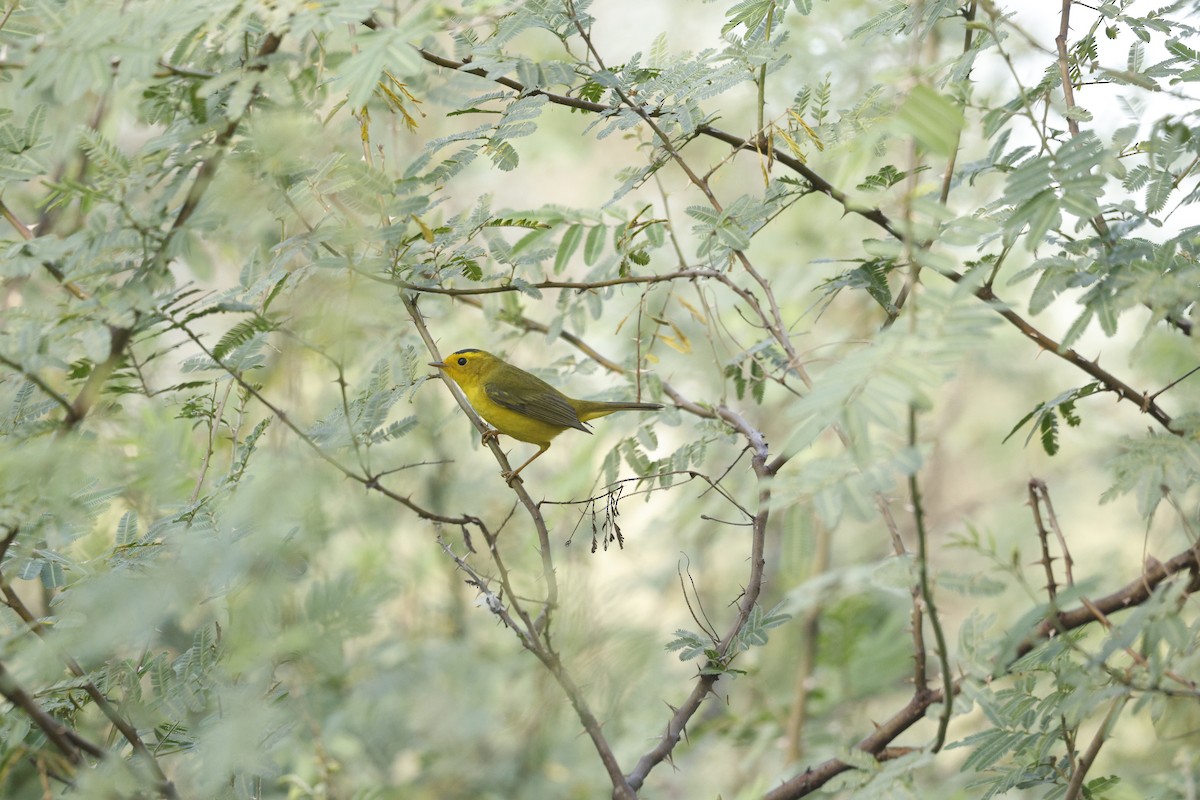 Wilson's Warbler - ML646022502